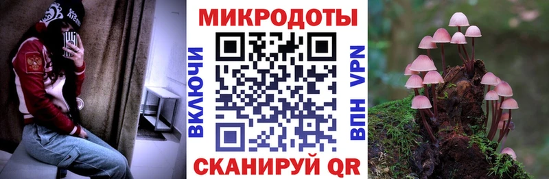 Купить где  Шилка  Псилоцибиновые грибы Cubensis 